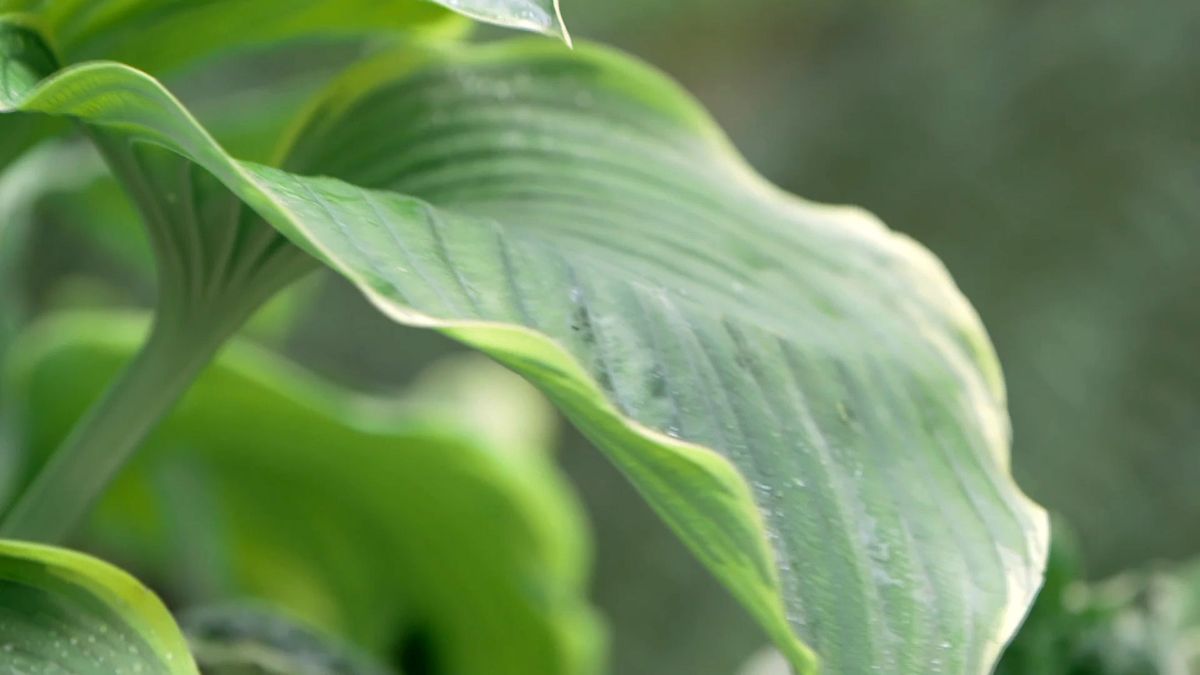 bBrico 953 3 cinta cobre plaga caracoles hostas hoja grande