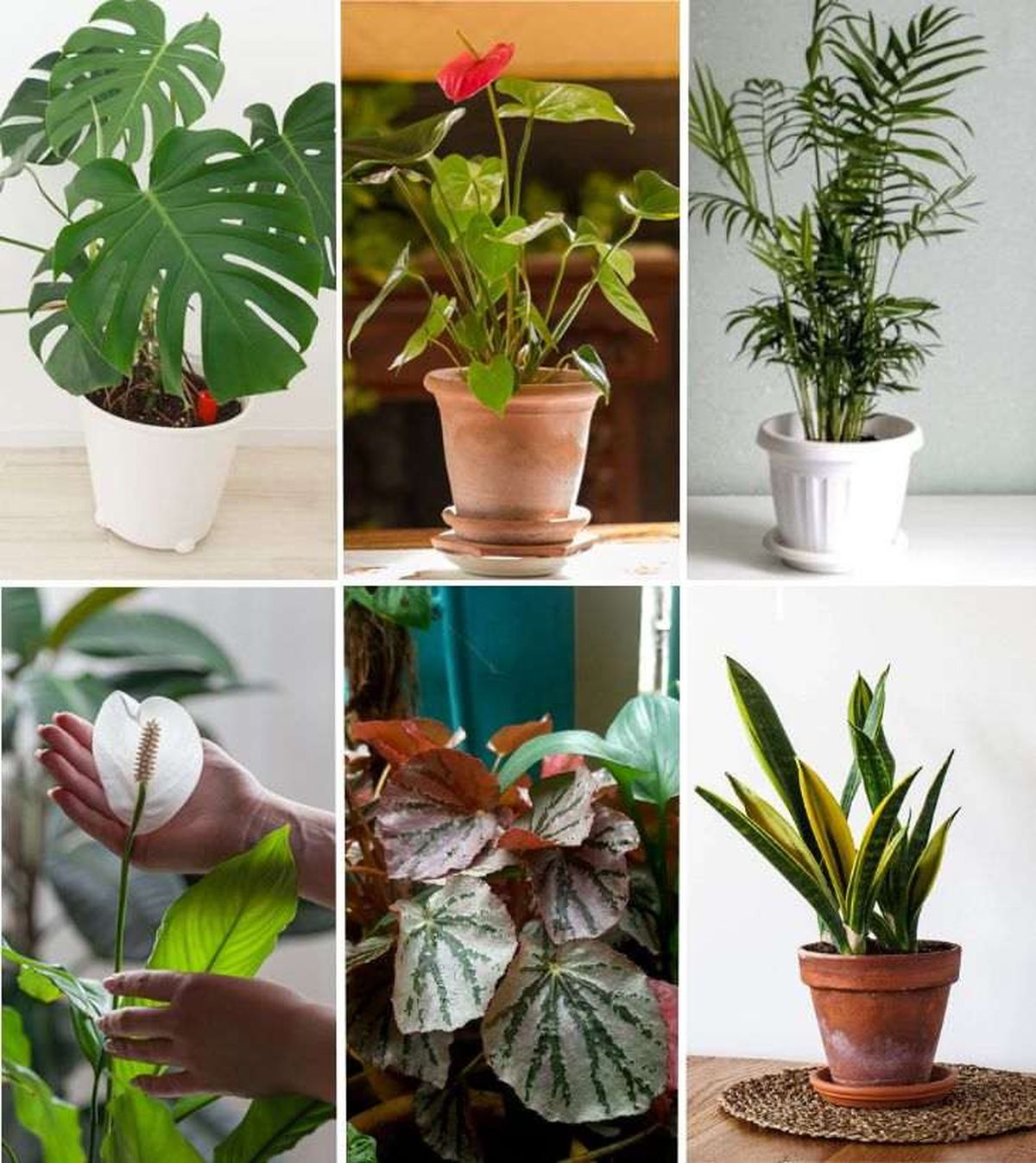 plantas tropicales de interior 2