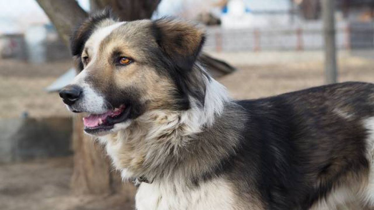 pastor de los carpatos (2)