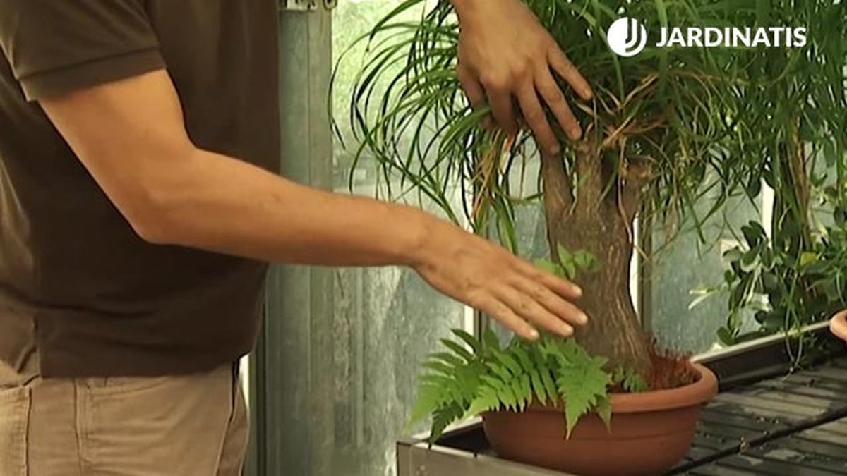 musgo helechos base pata de elefante deco 405