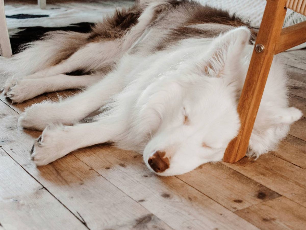 Perro blanco durmiendo