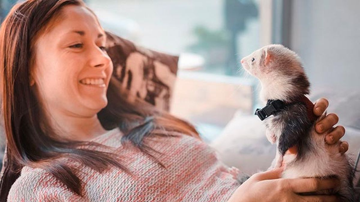 hurón vínculo humano