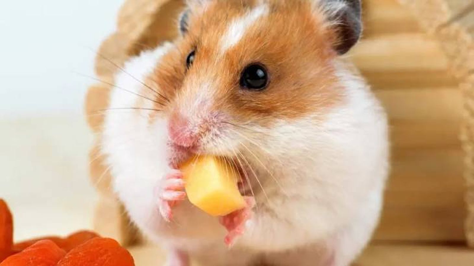 que come un hamster queso (1)