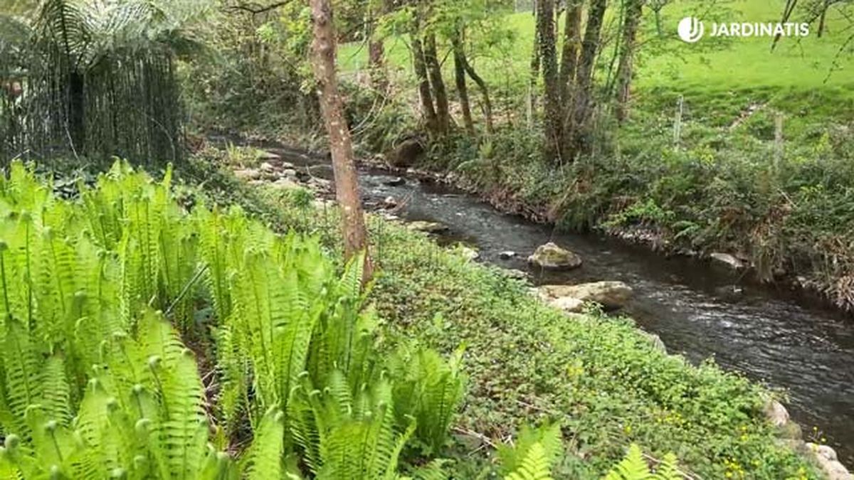 cultivo helecho matteuccia struthiopteris zonas humedad sombrias jardinatis 22 12