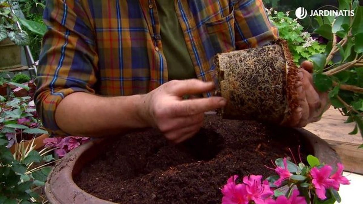 deco 650 camellia cinnamon scentsation raices