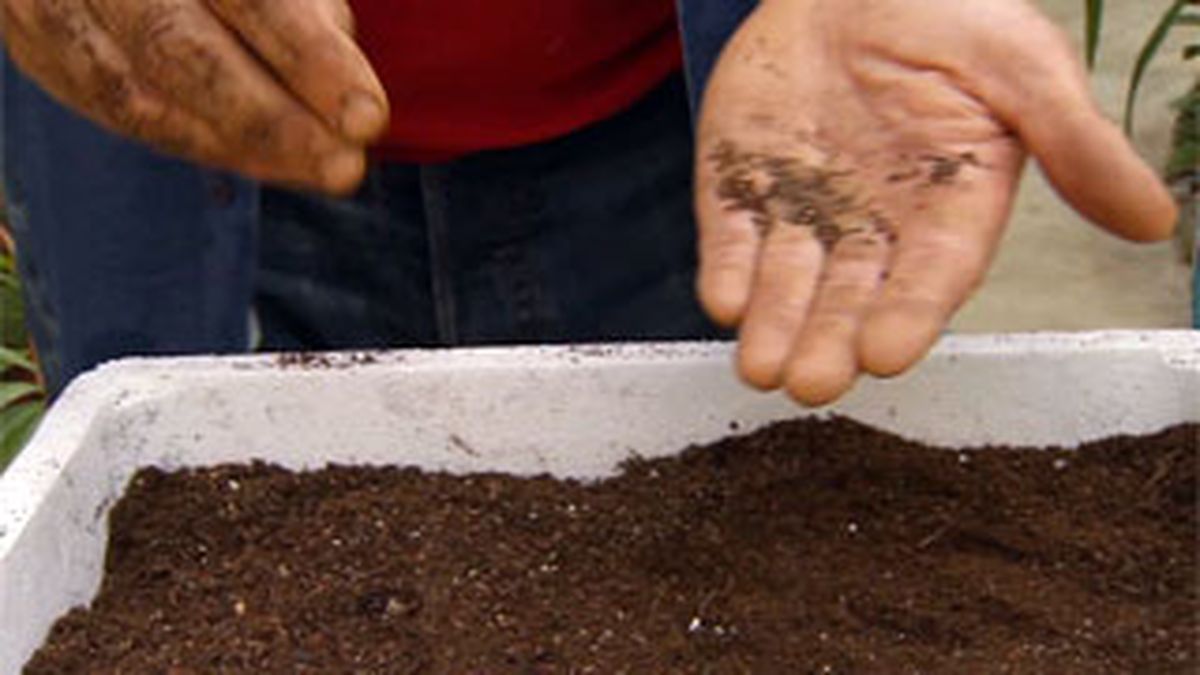 BRICO_JARDIN_883_Siembras con semillas otoñales paso 5