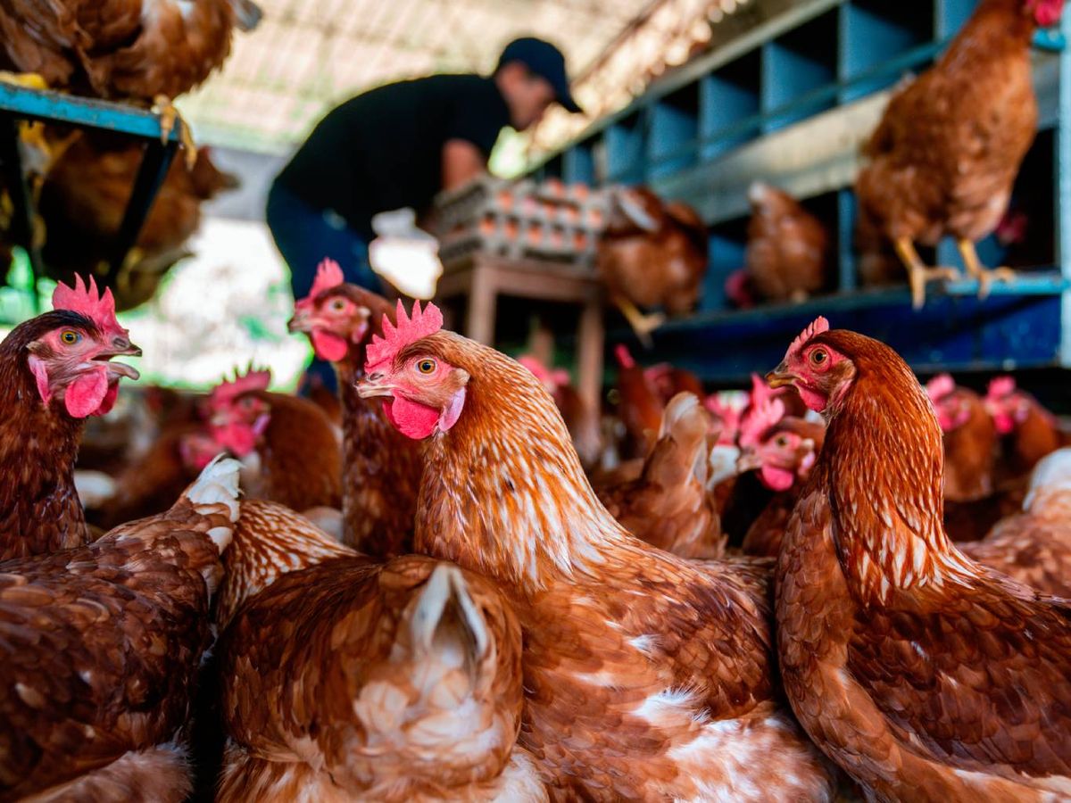 La crisis de la gripe aviar es el principal factor que ha influido en el precio de los huevos