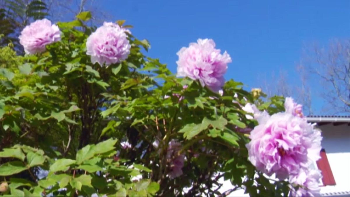 DEKO_JARDIN_529_Peonia Paeonia suffruticosa_olor