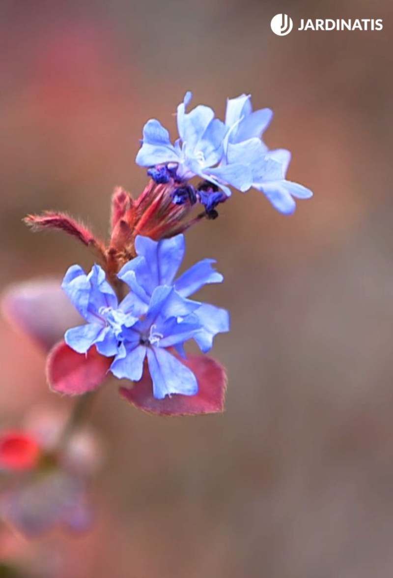 Ceratostigma griffithi