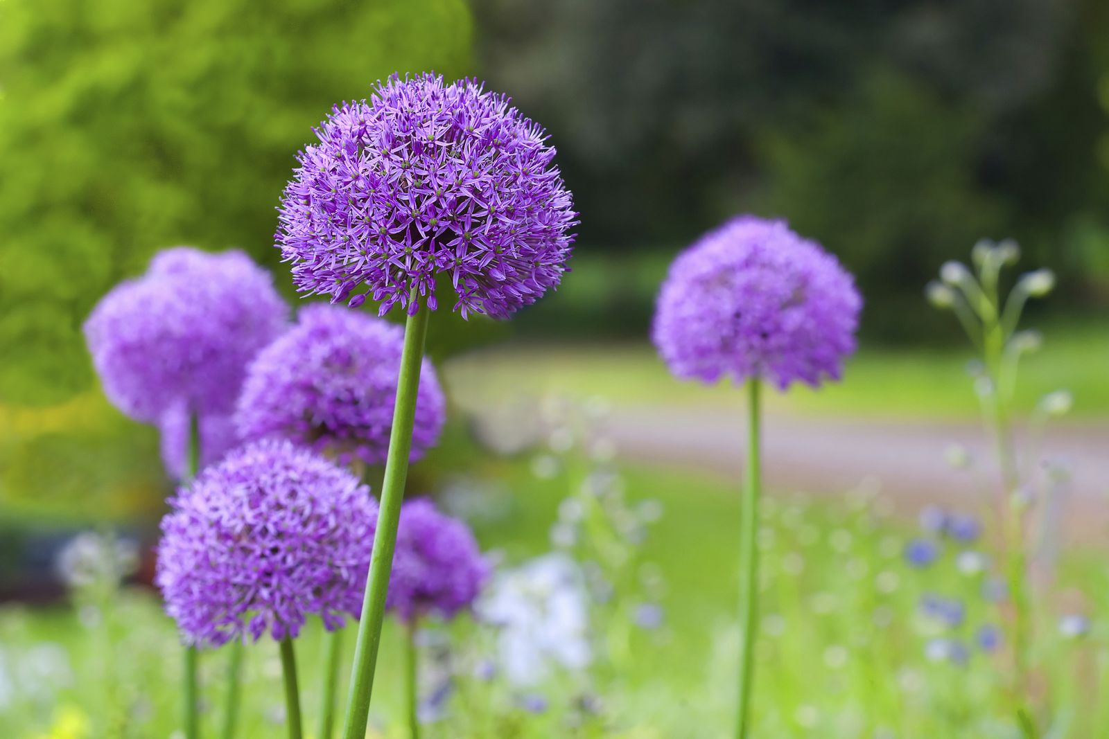 Allium spp
