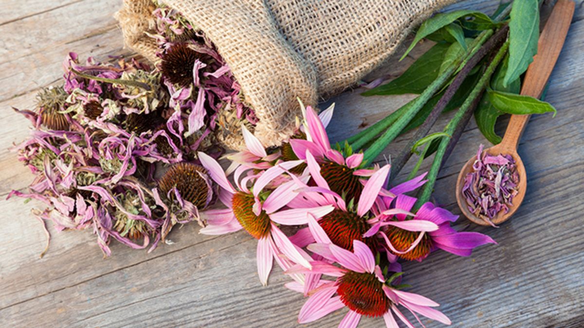 equinacea propiedades antiobioticas inmunoestimulantes xl