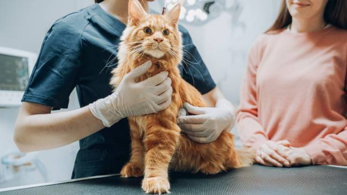 consejos para evitar estres gato en visitas veterinario