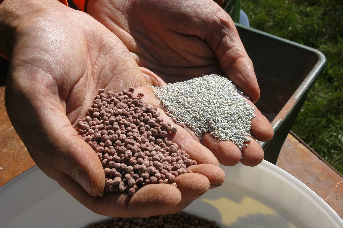 Resembrar las zonas dañadas del césped paso 2