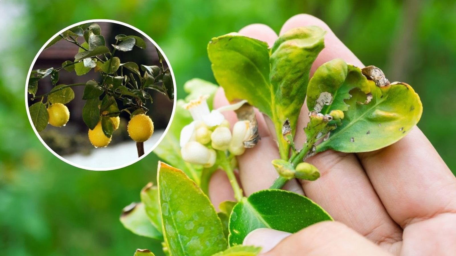 Identificar las plagas del limonero es clave para erradicarlas correctamente.