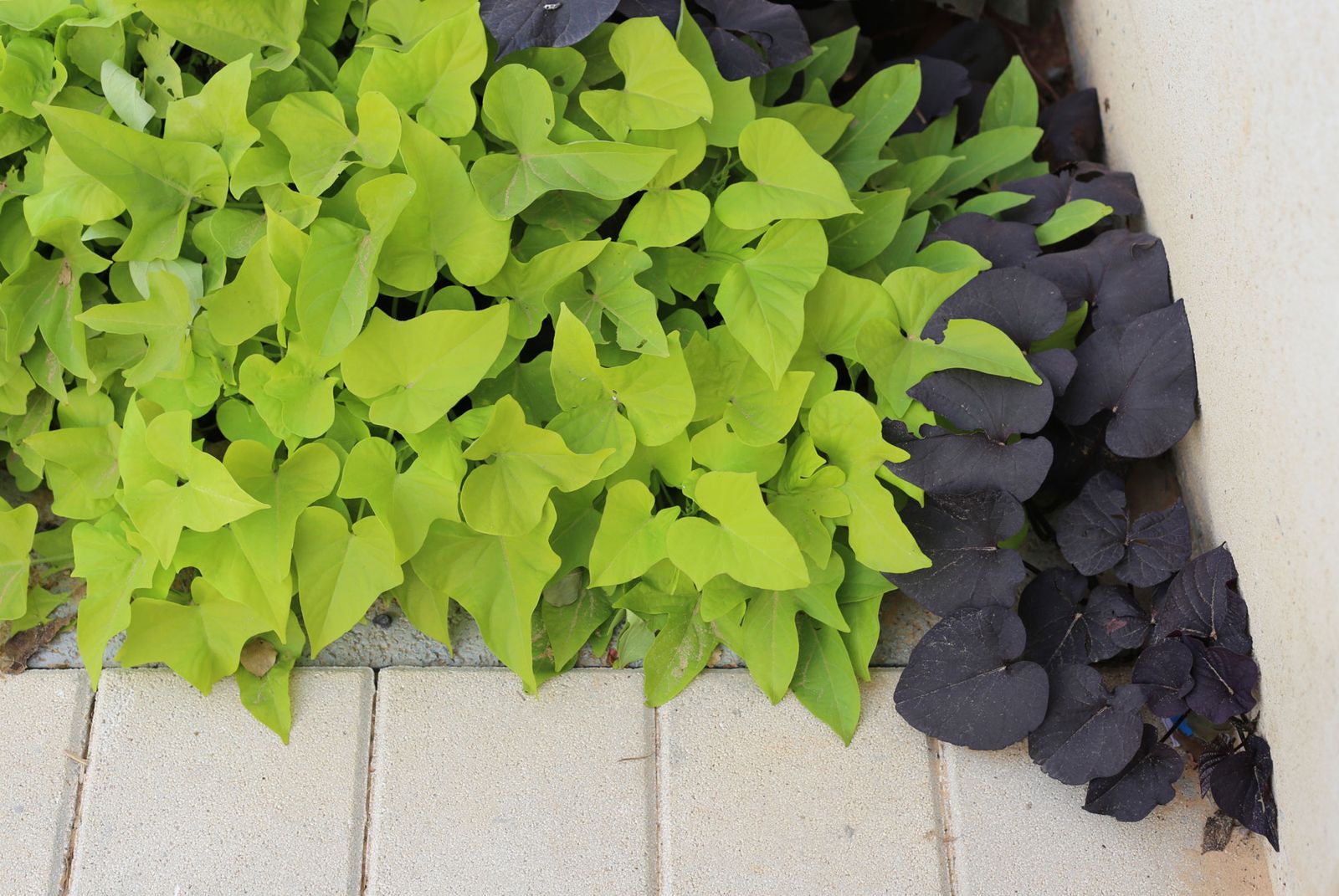 Ipomoea batata en el jardín