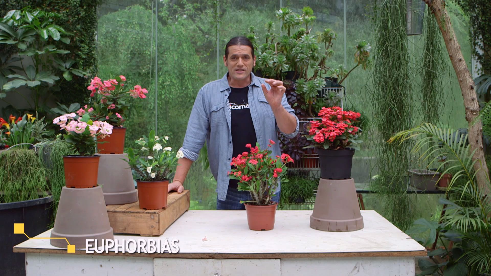 brico 952 3 euphorbia mii inicio