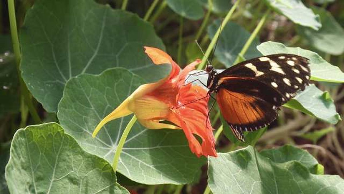 planta capuchina atrae a polinizadores