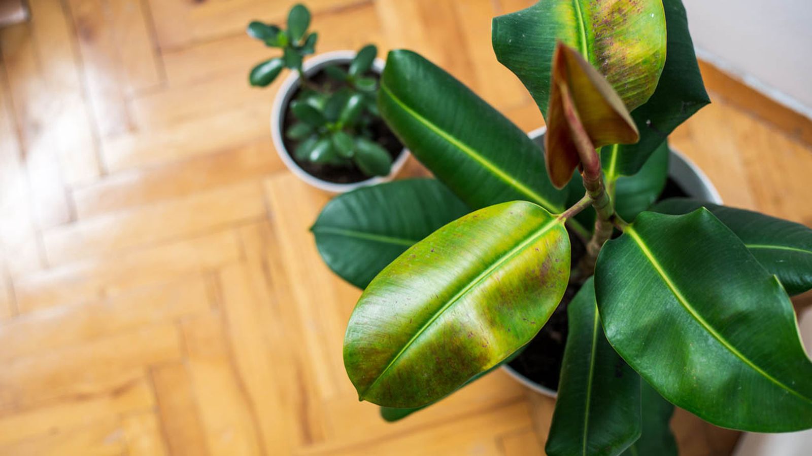 claves para mantenimiento plantas interior otono