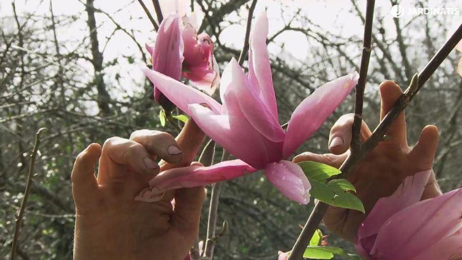 Magnolia star wars.