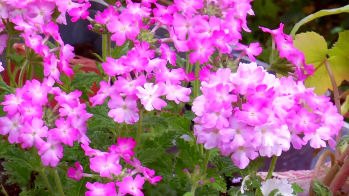 brico 794 jardin plantas colgantes verano verbenas rosas