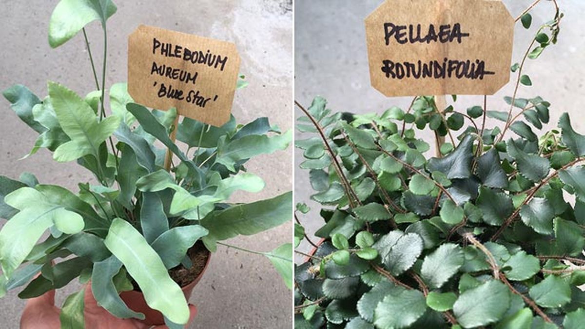 que es la nomenclatura botanica helechos phlebodium aureum blue star pellaea rotundifolia