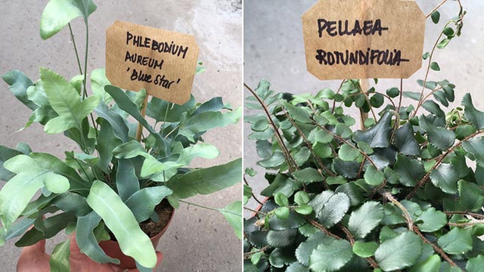 que es la nomenclatura botanica helechos phlebodium aureum blue star pellaea rotundifolia