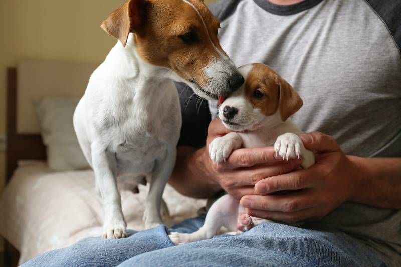 El objetivo es siempre que los dos perros se conozcan de forma tranquila y respetuosa.