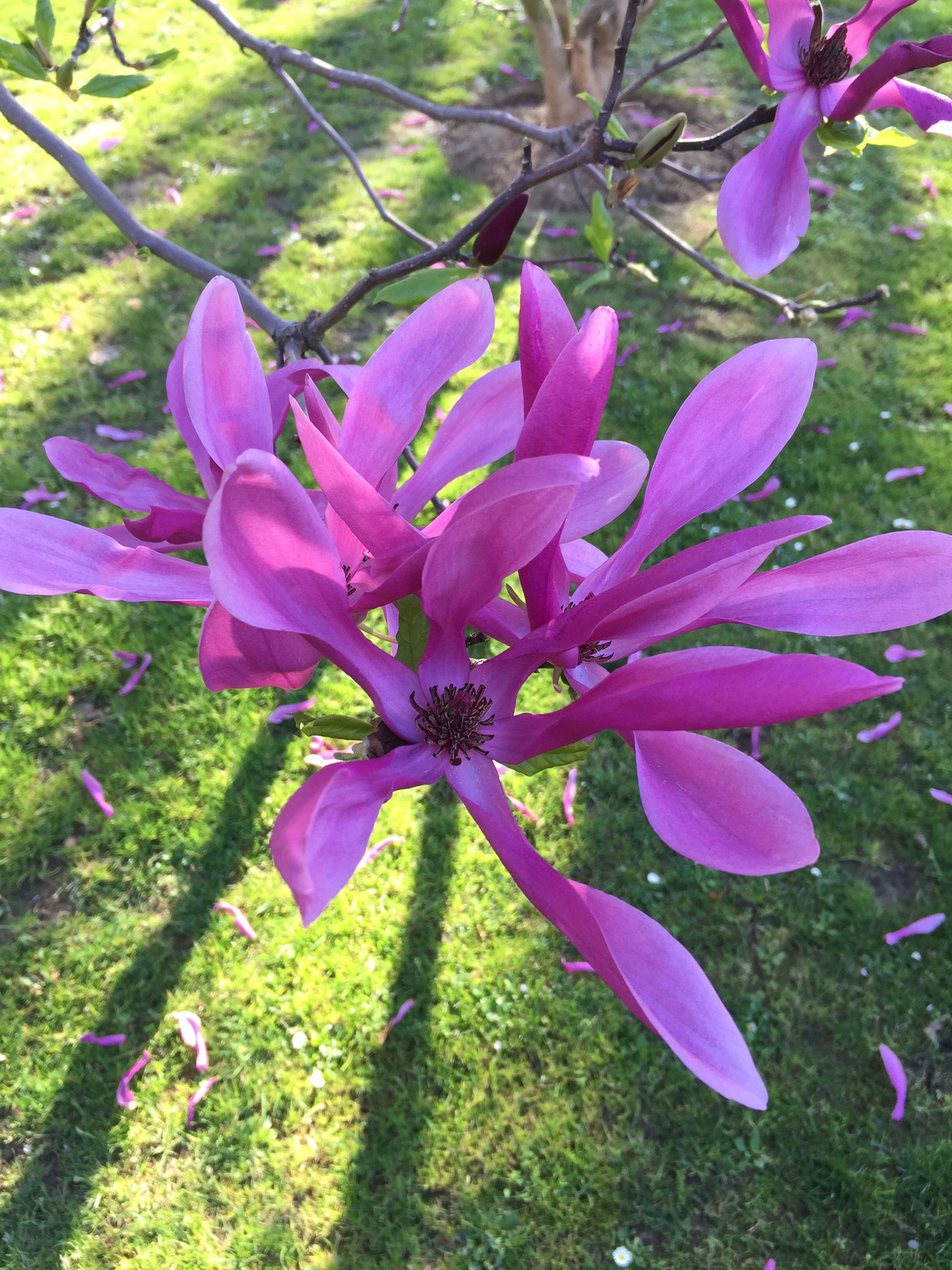 magnolia soulangeana susan xl