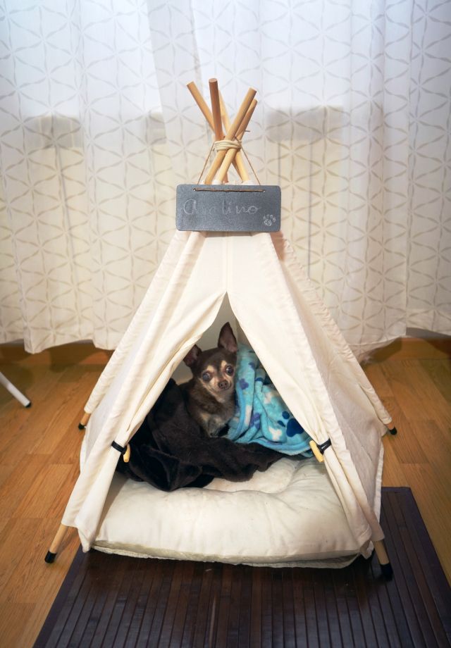 tipi avelino