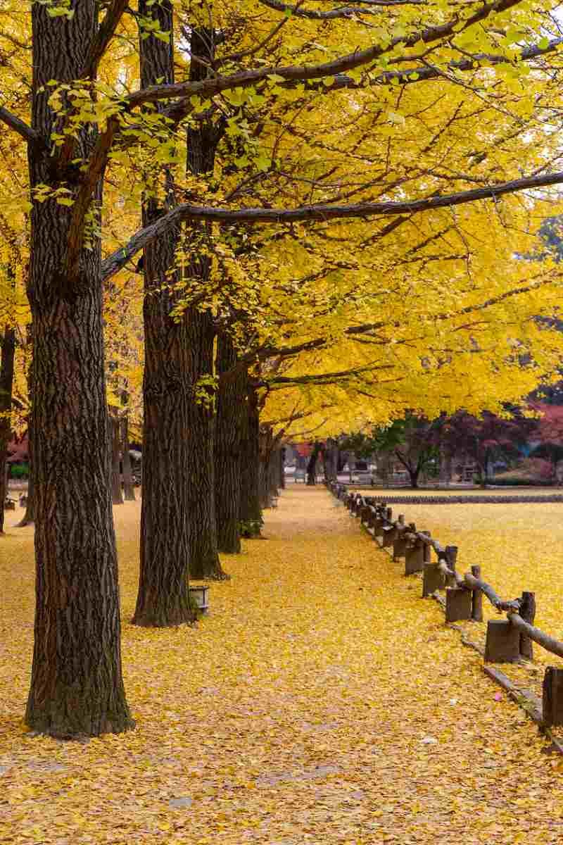 Ginkgo biloba.
