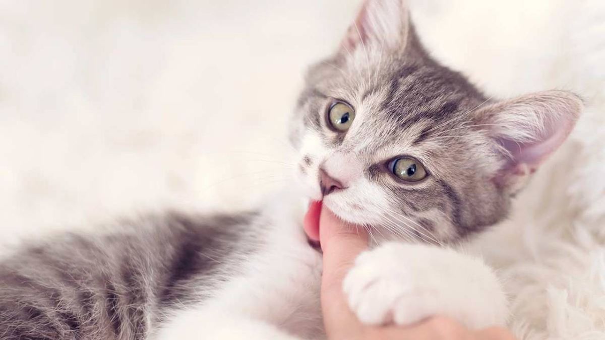 como ensenar a un gato a no morder (1)
