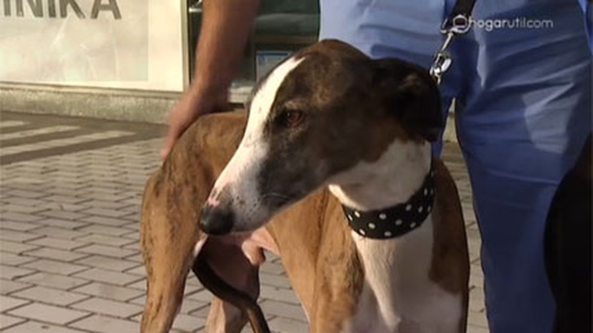 alimentacion atleticos v