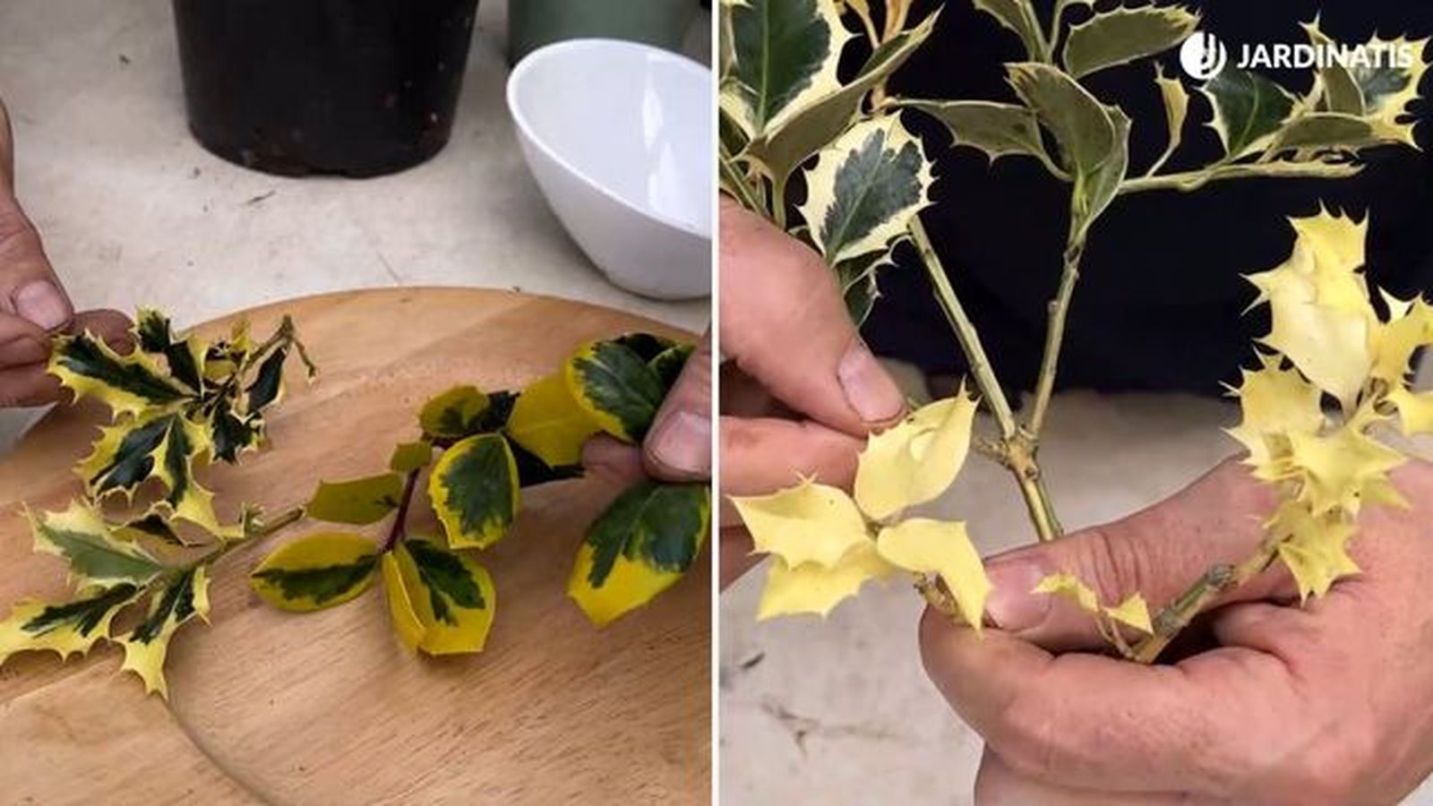 hojas variegadas de acebo jardinatis 23 30