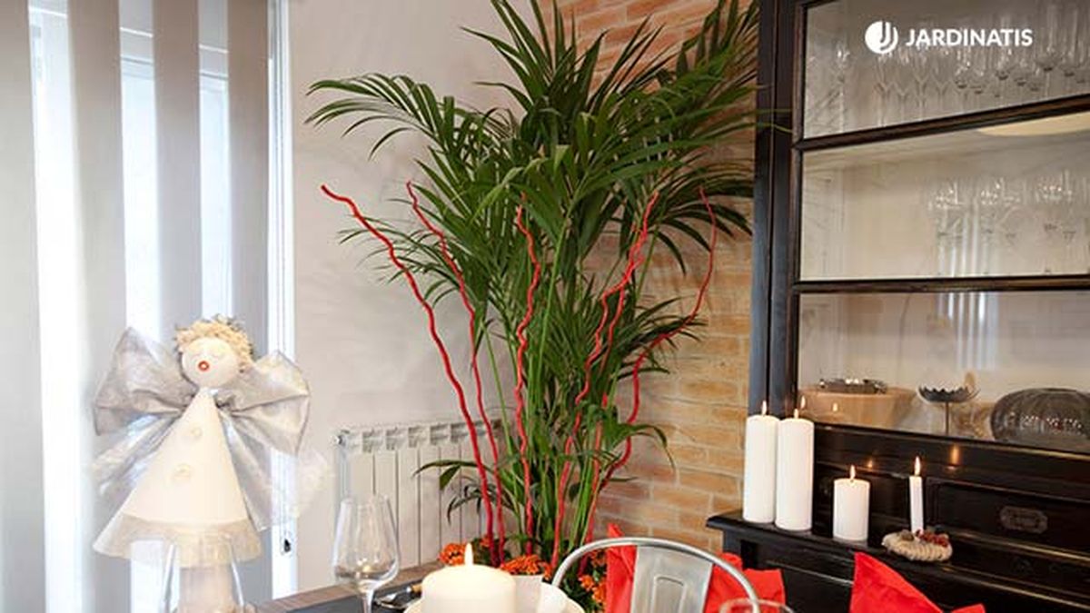 plantas de interior rojas composicion deco 416 jardinatis
