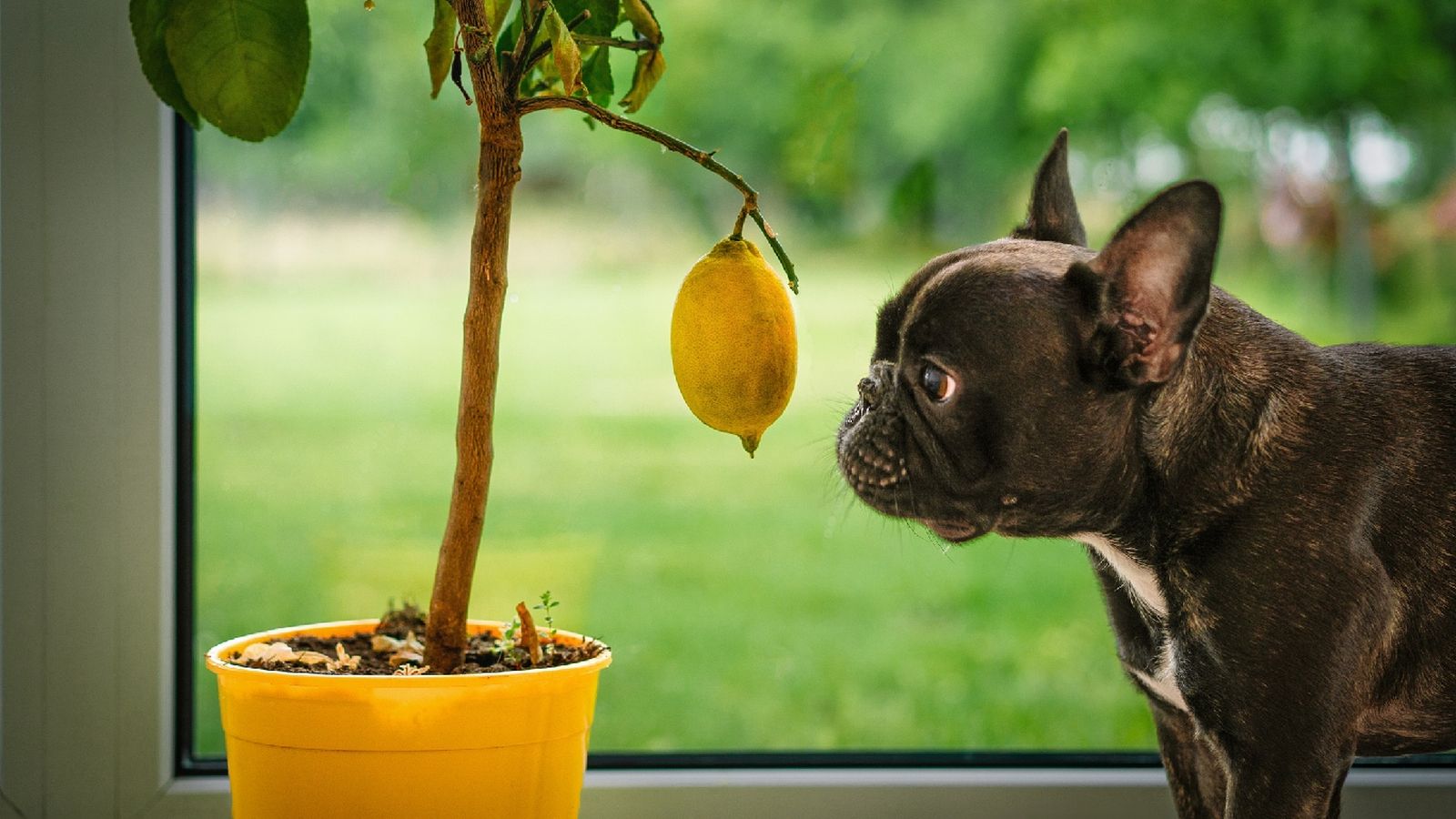 Evita ofrecer cítricos a tu perro