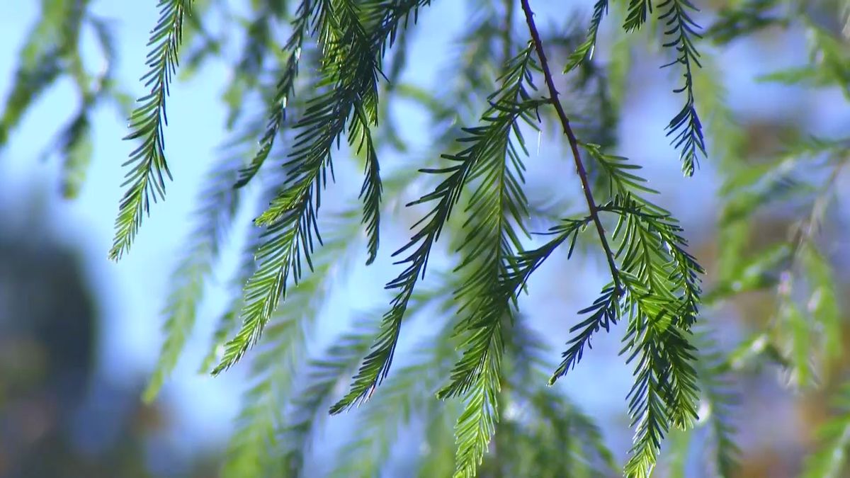 deco 675 taxodium mucronatum hojas