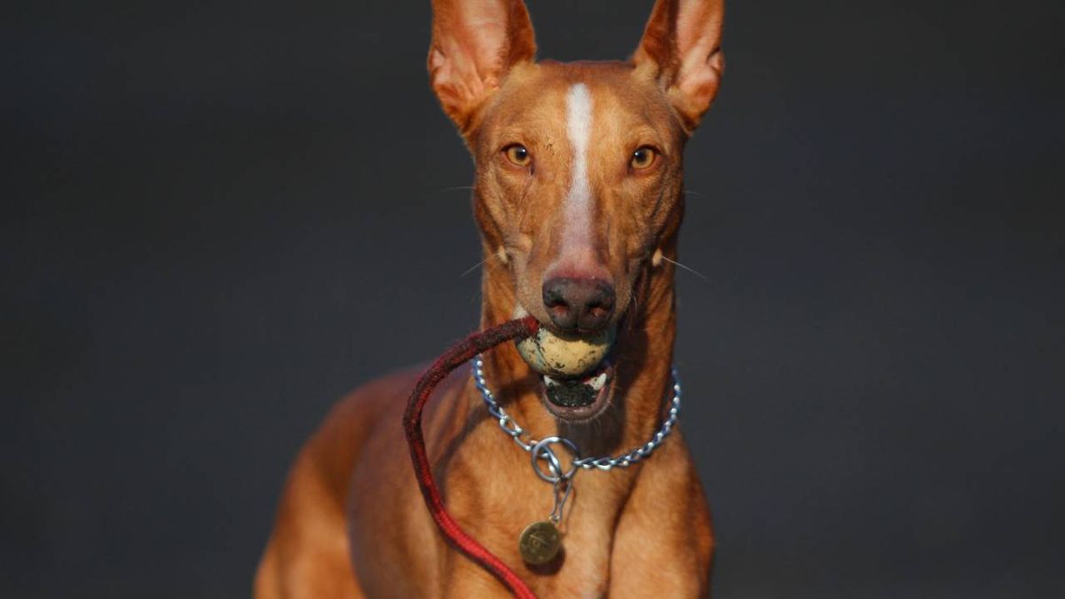 cirneco dell etna xl