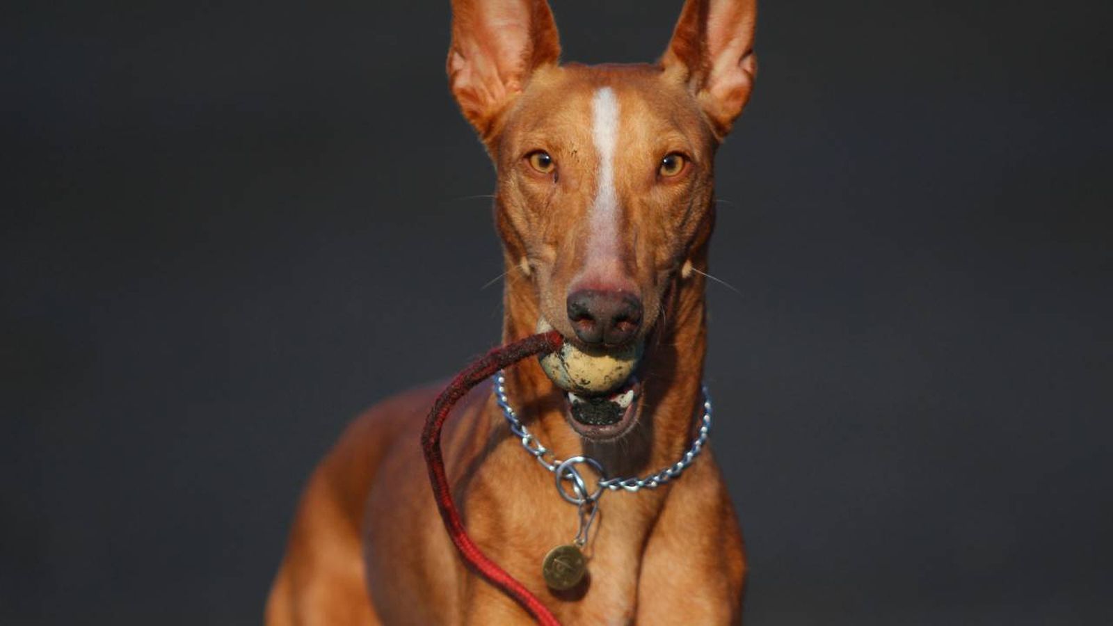 cirneco dell etna xl