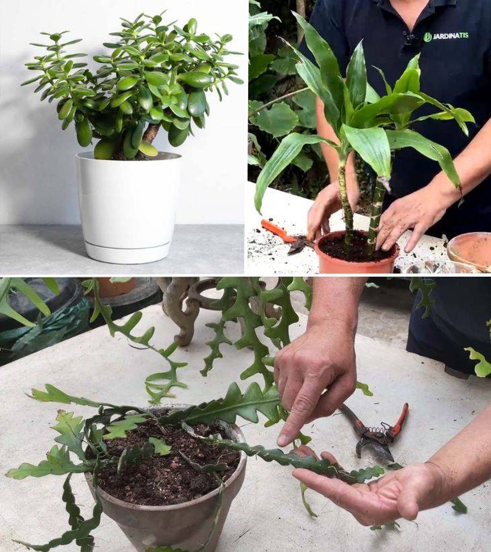 planta para principiantes arbol de jade tronco de brasil cactus espina de pescado
