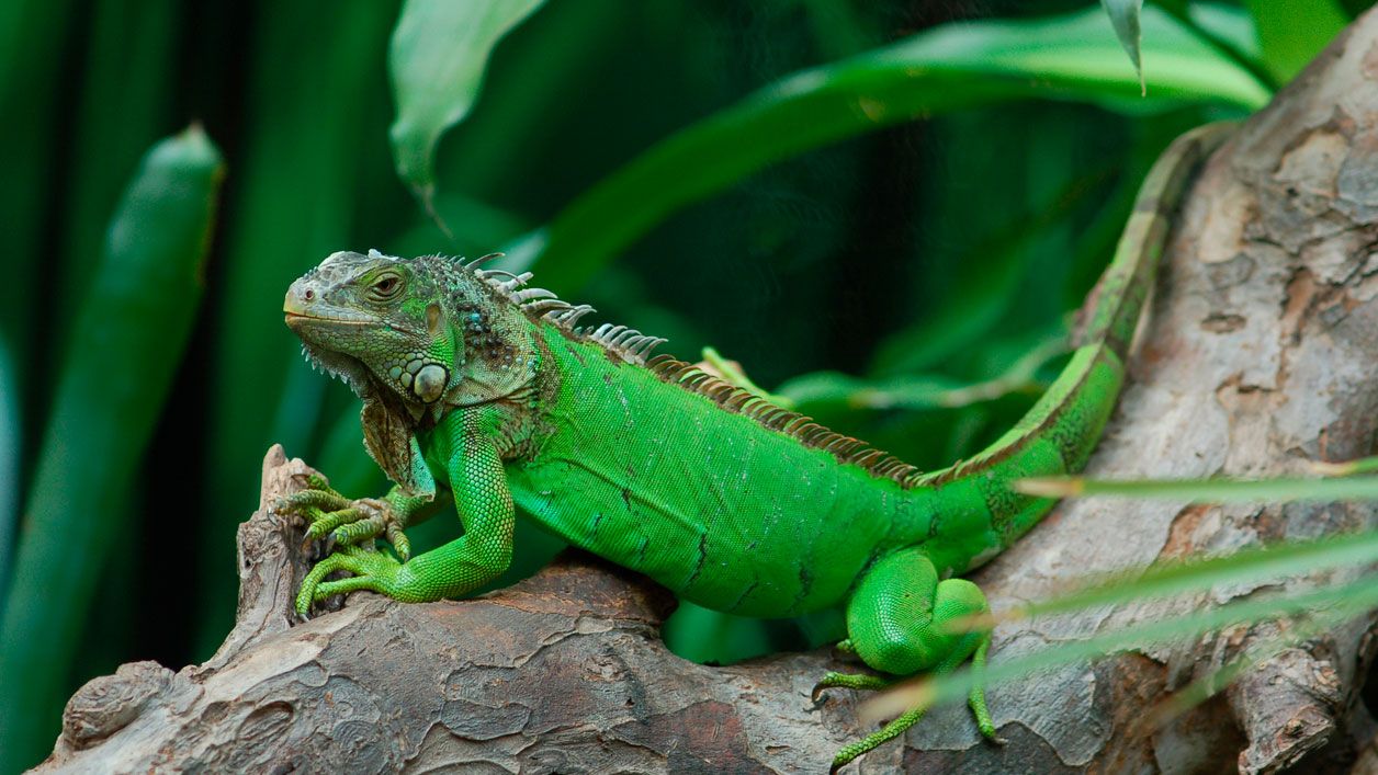 iguana