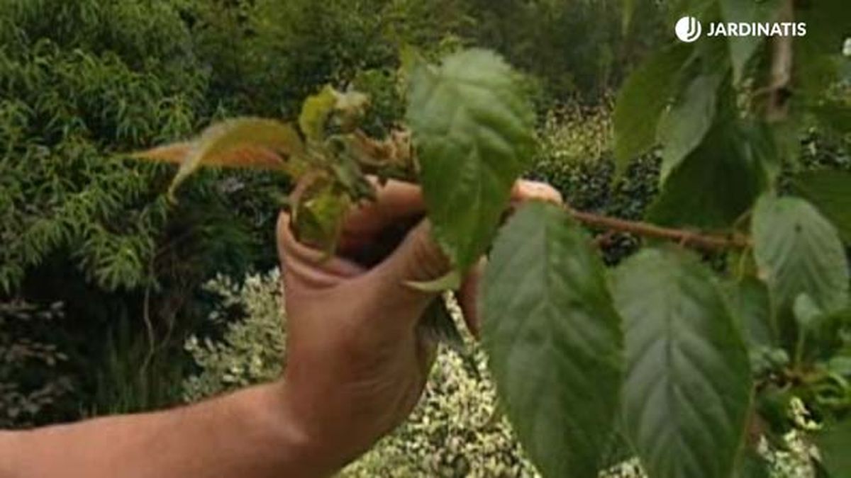 pulgon en Prunus Serrulata Kiku Shidare Zakura brico 470