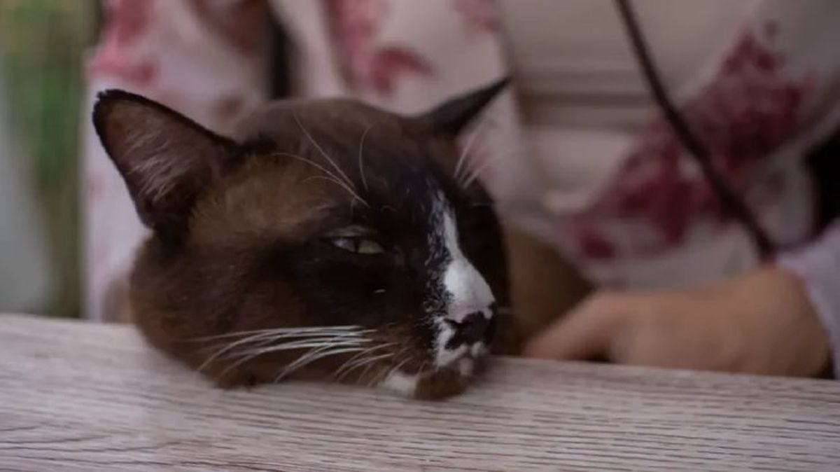 epilepsia en gatos 3