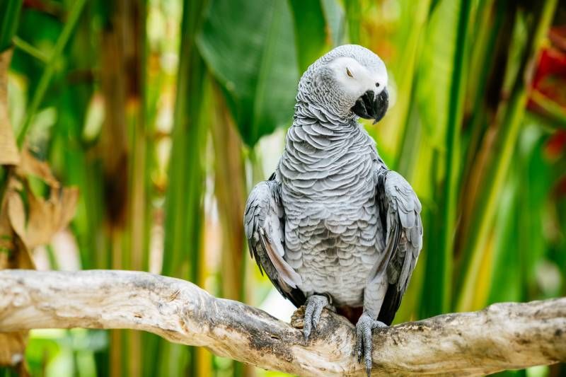 Uno de los aspectos más sorprendentes del loro yaco es su longevidad.