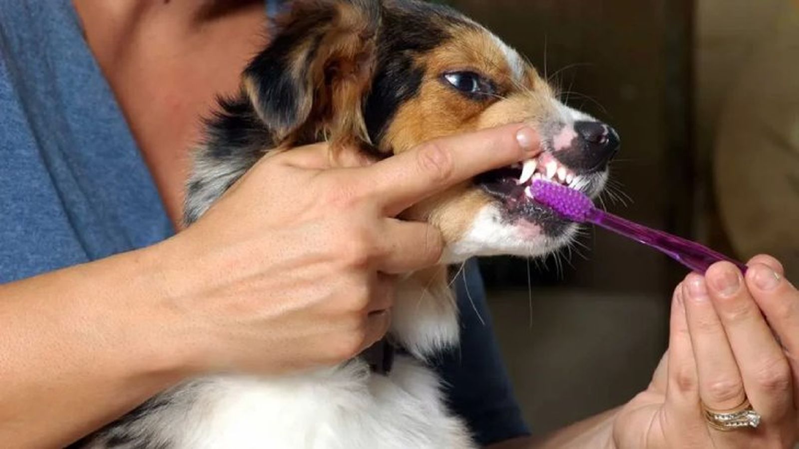 como limpiar dientes perros gatos 4