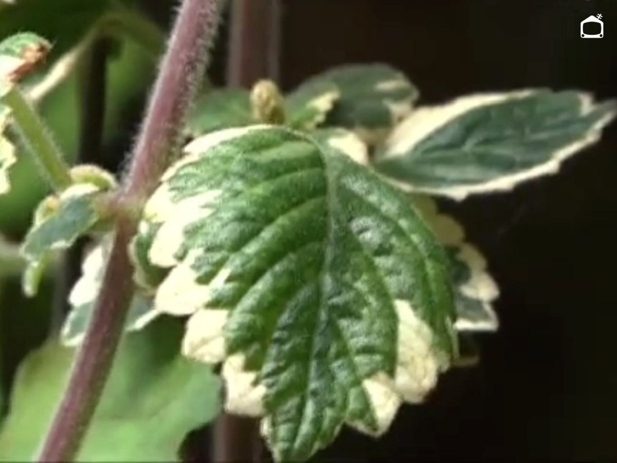 Plectranthus coleoides