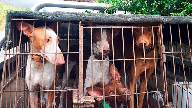 perros caza maltrato