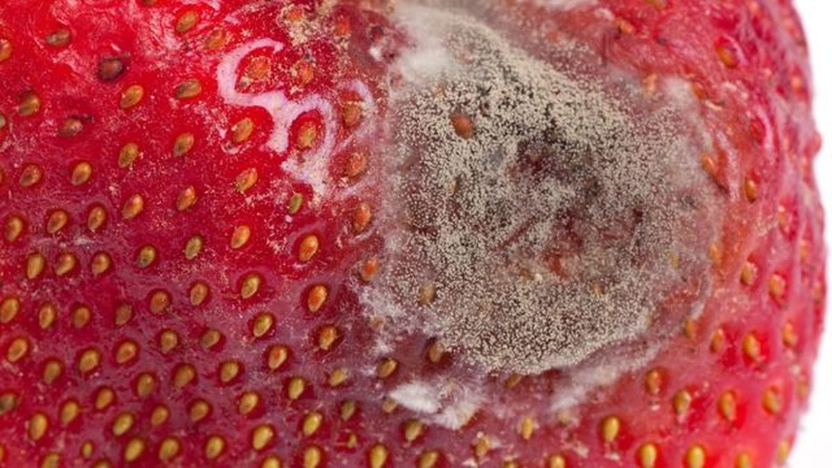 botrytis en las fresas