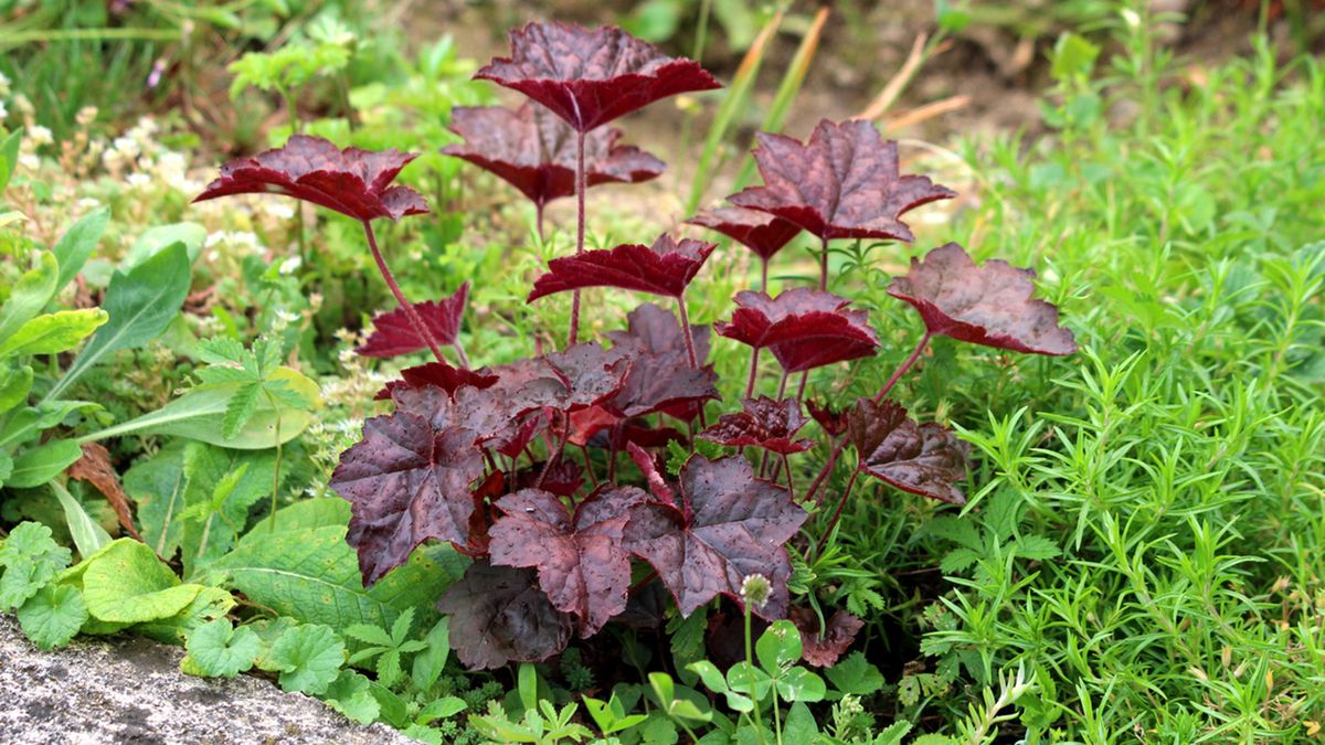 heucheras caracteristicas