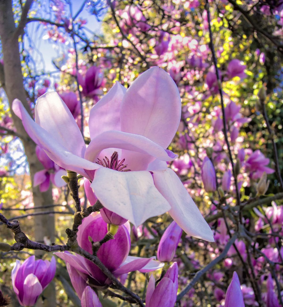 Magnolios de flor primaveral   soulangeanas lennei