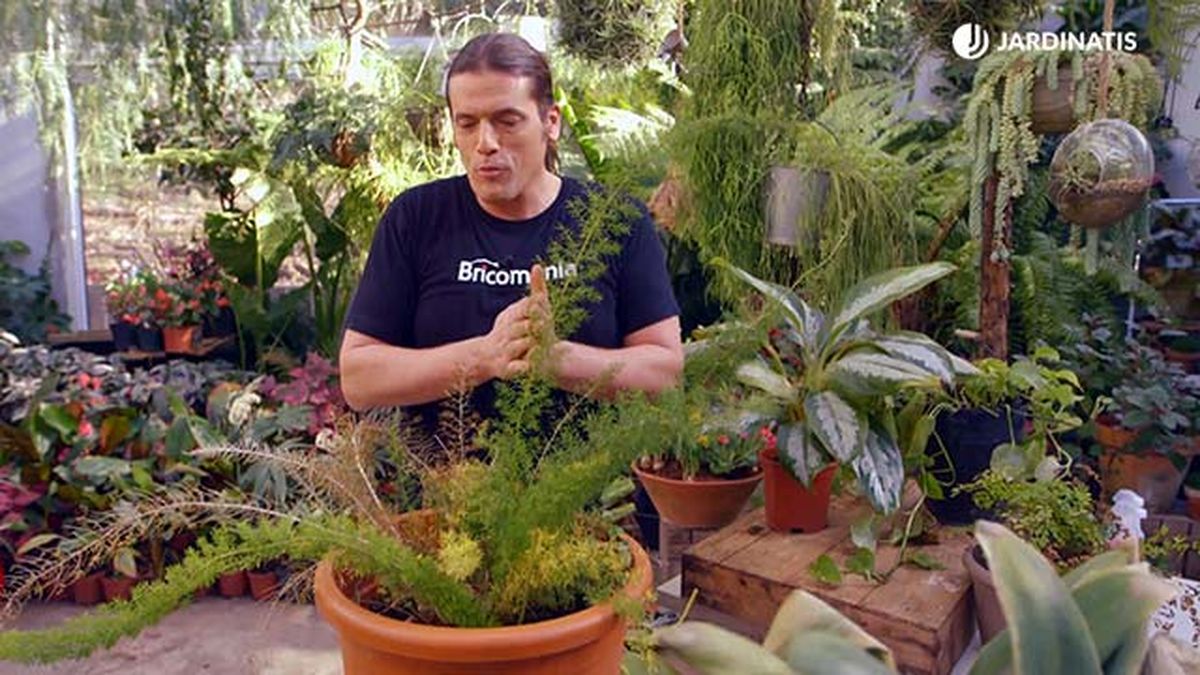 brico 0904 3 revitalizar plantas heladas esparraguera